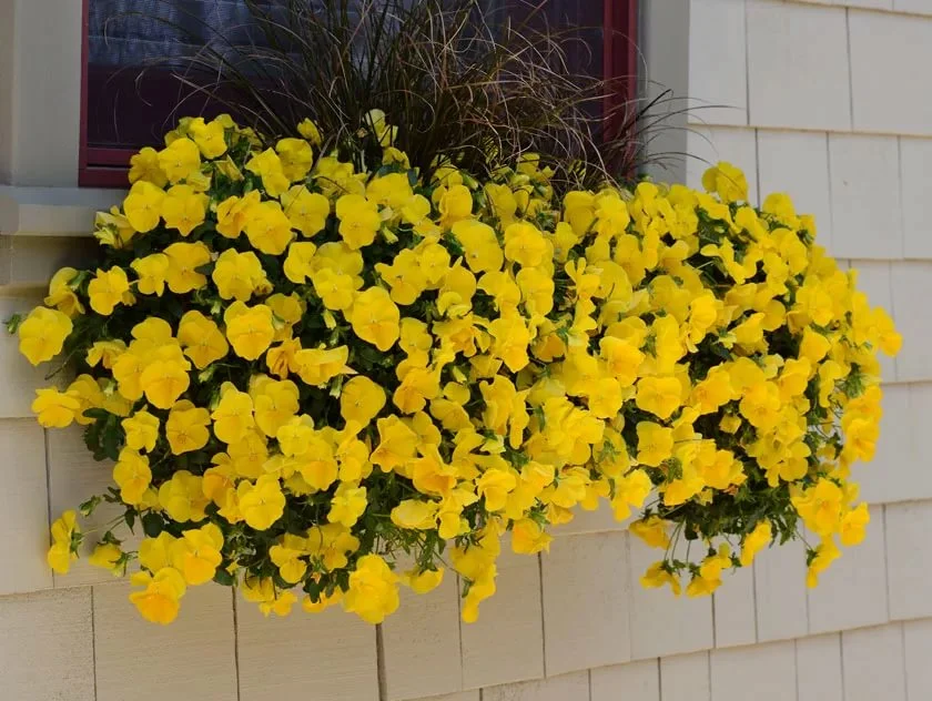 Виола (Фиалка, Анютины глазки) ампельная Янтарный водопад F1 Виола (Фиалка, Анютины глазки) ампельная Янтарный водопад F1