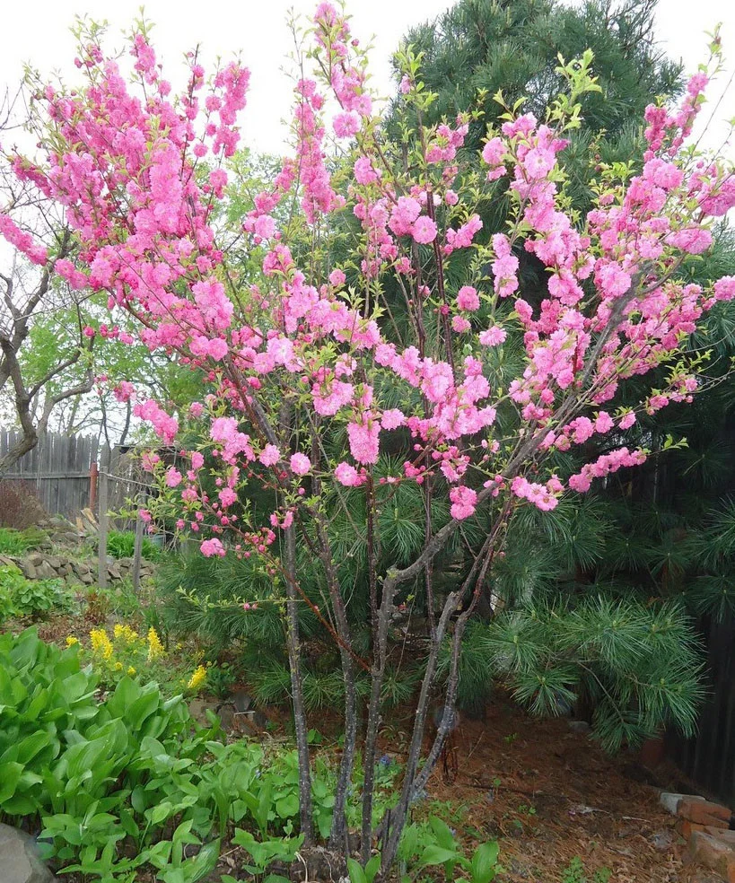 Миндаль трехлопастной на штамбе Миндаль трехлопастной на штамбе