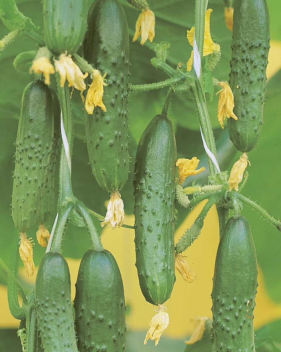 Огурец гибридный F1 Настоящий полковник Огурец гибридный F1 Настоящий полковник