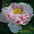 Пион древовидный Розовая пудра