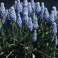Мускари Valerie finnis