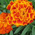 Бархатцы отклоненные махровые Двухцветный гигант