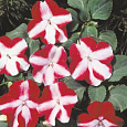 Бальзамин Акцент Ред Стар