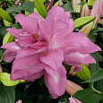 Лилия восточная Lotus Dream Лилия восточная Lotus Dream