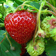 Земляника садовая Зенкора