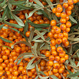 Облепиха крушиновидная Frugana