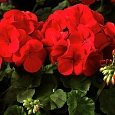 Пеларгония зональная Маверик Ред Пеларгония зональная Маверик Ред