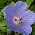Герань (Аистов клюв) гималайская Baby Blue Герань (Аистов клюв) гималайская Baby Blue
