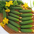 Огурец гибридный F1 Марьина роща Огурец гибридный F1 Марьина роща