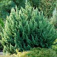 Можжевельник китайский Монарх Можжевельник китайский Монарх
