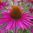 Эхинацея пурпурная Даблдекер Эхинацея пурпурная Даблдекер