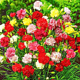 Гвоздика Гренадин Смесь окрасок Гвоздика Гренадин Смесь окрасок