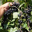 Смородина черная Велой (Ленинградская сладкая)
