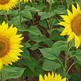 Подсолнечник однолетний Русский богатырь Подсолнечник однолетний Русский богатырь