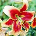 Лилия ОТ-гибрид Ред Морнинг Лилия ОТ-гибрид Ред Морнинг