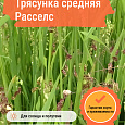 Трясунка средняя Расселс