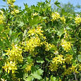 Смородина золотистая Левушка