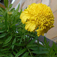Бархатцы Прямостоячие Cupid Golden Yellow Бархатцы Прямостоячие Cupid Golden Yellow