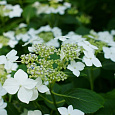 Гортензия крупнолистная Lanarth White
