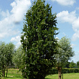 Бук лесной Dawyck 
