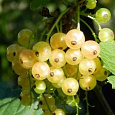 Смородина белая Десертная Смородина белая Десертная