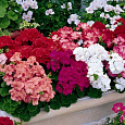 Пеларгония зональная Колорама Пеларгония зональная Колорама