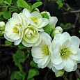 Айва красивая Юкиготен