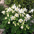 Аквилегия гибридная Спринг Мэджик Вайт Аквилегия гибридная Спринг Мэджик Вайт