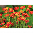 Бархатцы тонколистные Красный самоцвет