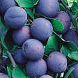 Слива Венгерка Московская Слива Венгерка Московская