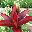Лилия азиатская Блэк Аут Лилия азиатская Блэк Аут