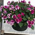 Бальзамин ампельный (Импатиенс) Уолтера Fiesta Bonita Purple Stripe Бальзамин ампельный (Импатиенс) Уолтера Fiesta Bonita Purple Stripe