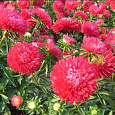 Астра низкорослая Красный ковер Астра низкорослая Красный ковер