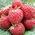 Земляника садовая Зенкора