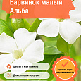 Барвинок малый Альба Барвинок малый Альба