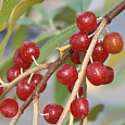 Лох зонтичный Pointilla Amoroso