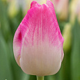 Тюльпан Розарио