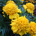Бархатцы Прямостоячие Cupid Golden Yellow Бархатцы Прямостоячие Cupid Golden Yellow