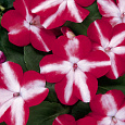Бальзамин Баланс Ред Стар Бальзамин Баланс Ред Стар