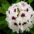 Рододендрон гибридный Сафо Рододендрон гибридный Сафо