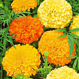 Бархатцы прямостоячие Махровые смесь окрасок Бархатцы прямостоячие Махровые смесь окрасок