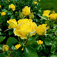 Роза почвопокровная Фэйри Йеллоу