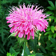 Монарда гибридная Крофтвэй Пинк Монарда гибридная Крофтвэй Пинк