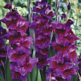 Гладиолус крупноцветковый Велвет Айз Гладиолус крупноцветковый Велвет Айз