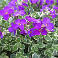 Аубриета (Обриета) гибридная Doctor Mules Variegated