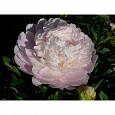 Пион травянистый Мунстоун Пион травянистый Мунстоун