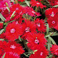 Гвоздика Супра Ред