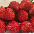 Земляника садовая Скала НАБОР 3ШТ