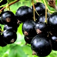 Смородина черная Лама