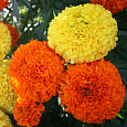 Бархатцы F1 Русский размер Бриллиант, смесь Бархатцы F1 Русский размер Бриллиант, смесь